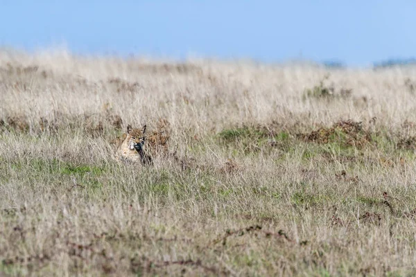 Bobcat - Lynx rufus — Stock Fotó