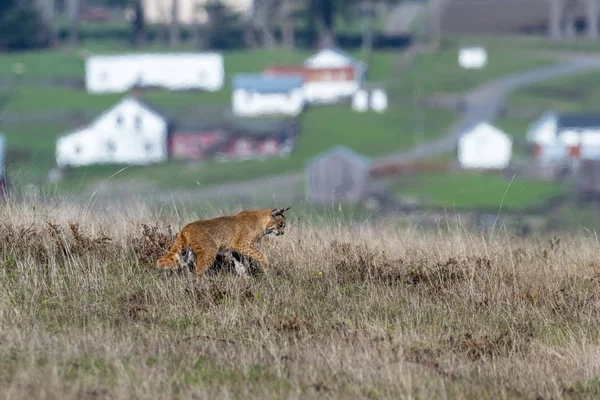 Bobcat - Lynx rufus — стокове фото