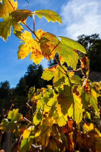 Herfst kleuren in de druivenbladeren — Stockfoto