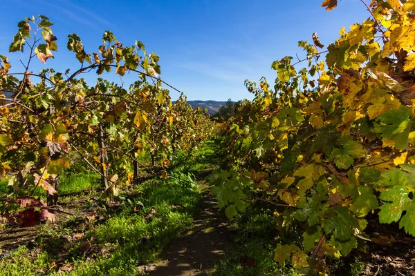 Осінь виноградник в долині Напа — стокове фото