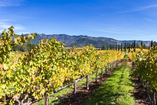 Herfst wijngaarden in napa valley — Stockfoto