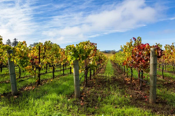 Kolorowa winnica jesienią — Zdjęcie stockowe