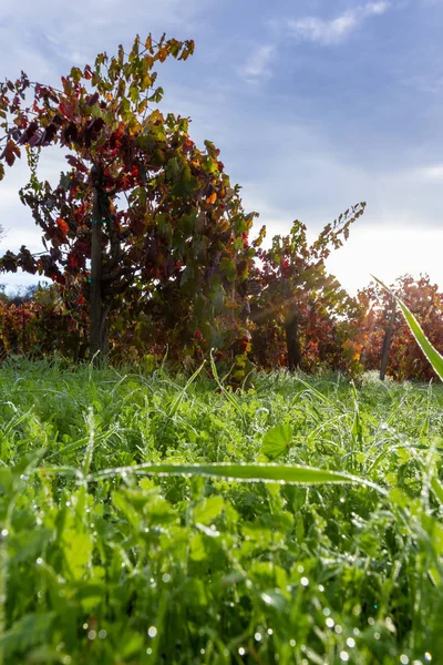 Morning due on the grass — Stock Photo, Image