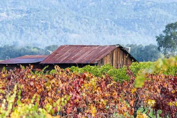 Bâtiment ancien dans un vignoble coloré — Photo