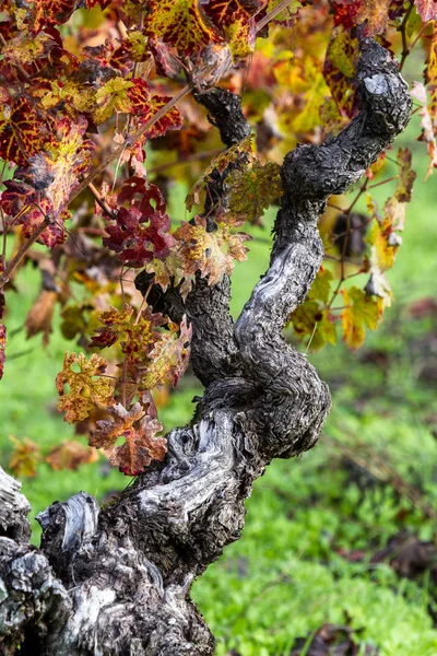 Vite di uva molto antica — Foto Stock