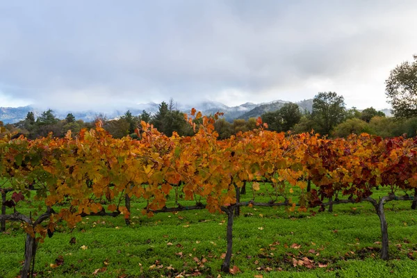 Herfst wijngaard in de ochtend — Stockfoto