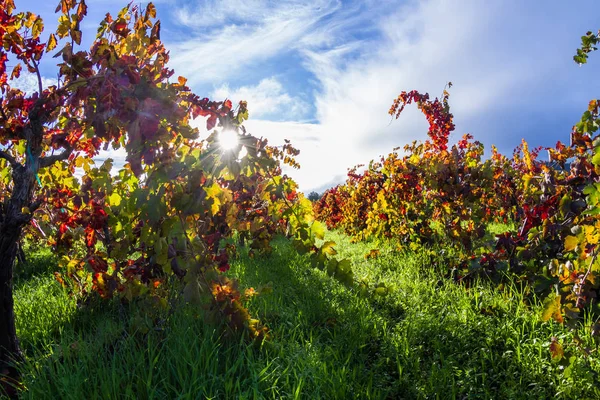 秋天的葡萄园，在早晨 — 图库照片