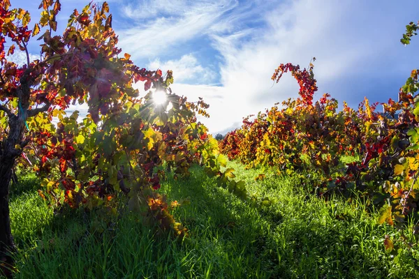 Vigneto autunnale al mattino — Foto Stock