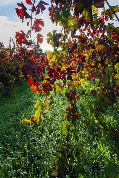 Осенний виноградник утром — стоковое фото