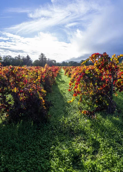 Autumn vineyard in the morning — Stock Photo, Image
