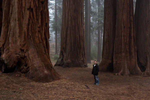 Uomo che cammina in una foresta gigante — Foto Stock