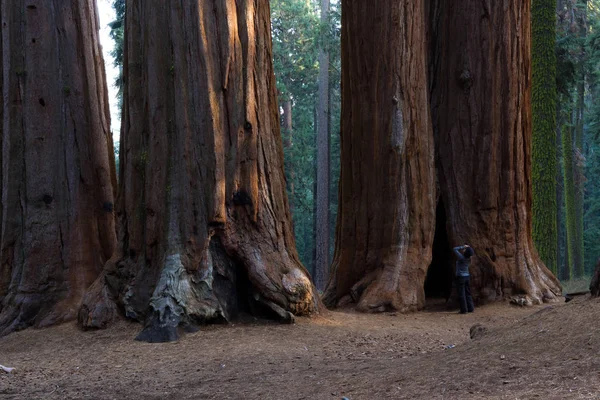 Giant sequoia άλσος — Φωτογραφία Αρχείου