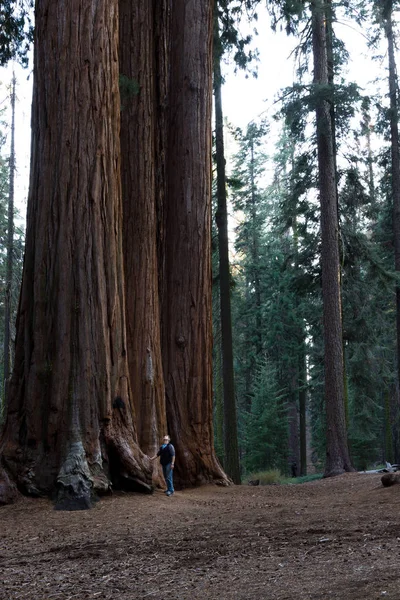 Giant sequoia grove — Stock Photo, Image