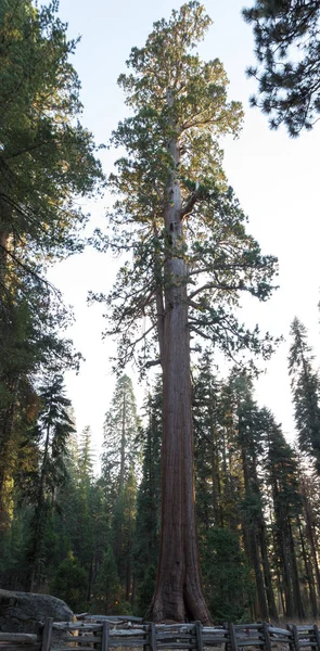 Obří strom v Sequoia Np — Stock fotografie