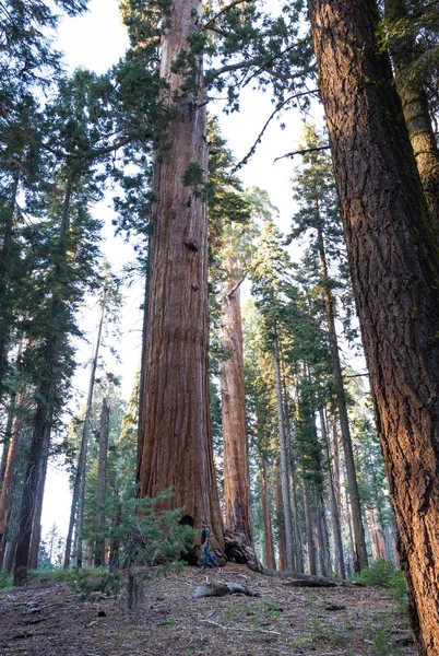 Arvoredo de sequoia gigante — Fotografia de Stock