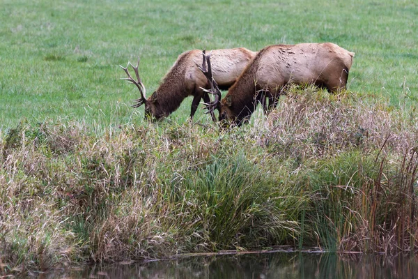 Yabani roosevelt elk boğa — Stok fotoğraf