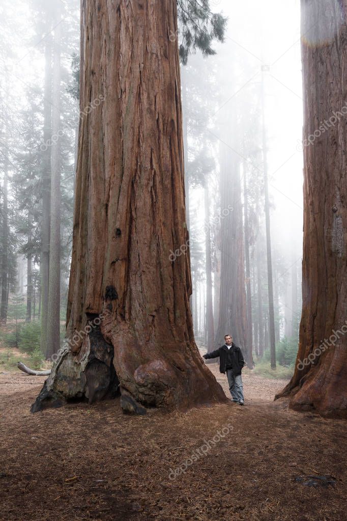 man walking in a giant forest 