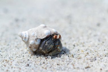 tropikal Yalnızcıl Yengeç