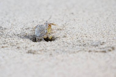 boynuzlu hayalet yengeci