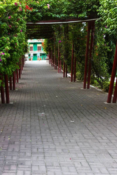 Túnel de floración verde —  Fotos de Stock