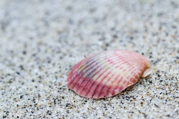 Sea shell macro — Stockfoto