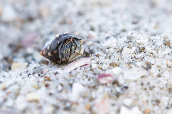 Tropical hermit crab — Stock Photo, Image