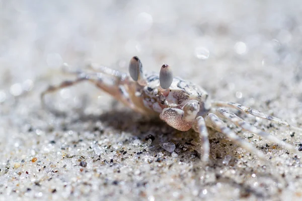Cangrejo fantasma con cuernos o cangrejo de arena — Foto de Stock