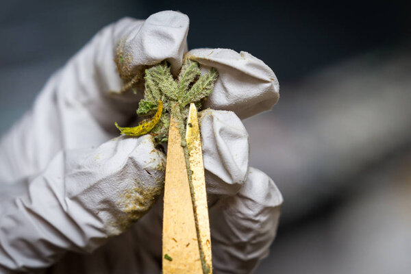 Лекарственная марихуана
