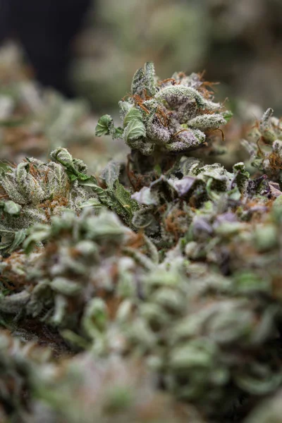 Detalhes sobre cannabis medicinal — Fotografia de Stock