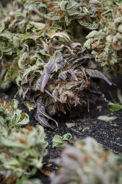Details zu medizinischem Cannabis — Stockfoto