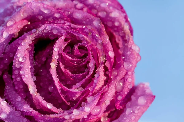 Frozen rose bud — Stock Photo, Image