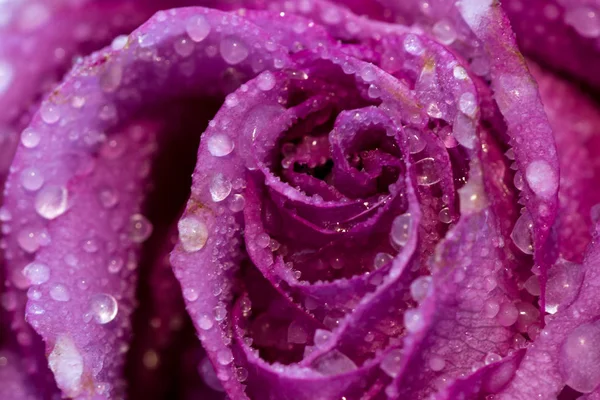 Frozen rose bud — Stock Photo, Image