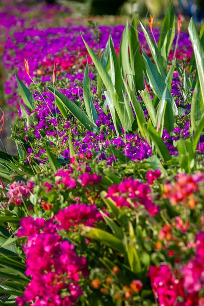 Bunt blühende Gärten — Stockfoto