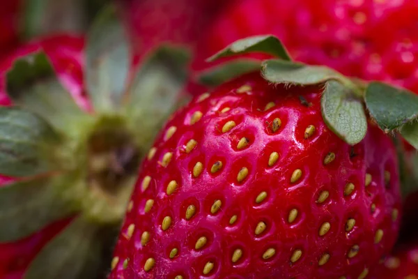 Reife rote Erdbeeren — Stockfoto