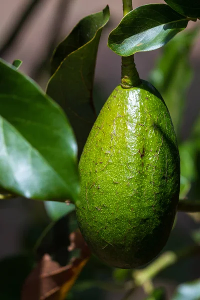 Незрілий авокадо на дереві — стокове фото
