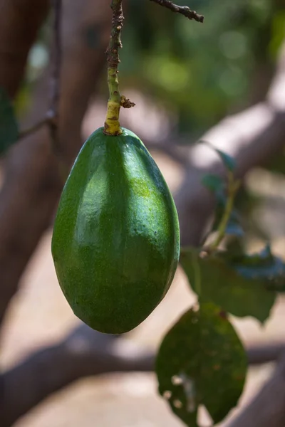 Niedojrzałe avocado na drzewie — Zdjęcie stockowe