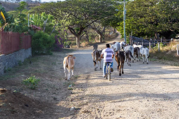 Vacche da pastore lungo la strada — Foto Stock