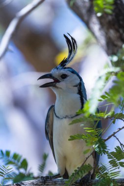 Beyaz boğazlı magpie jay (Calocitta formosa)