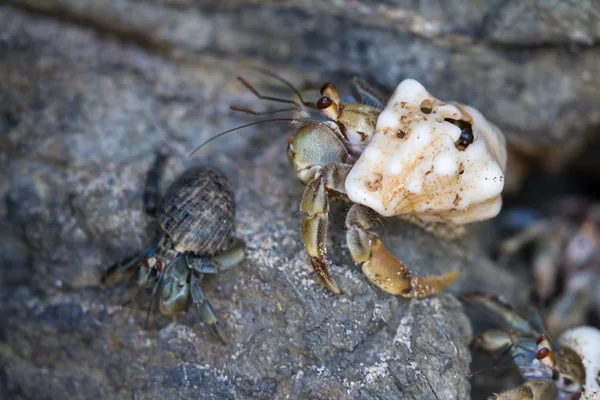 ปู Hermit ในคอสตาริกา — ภาพถ่ายสต็อก