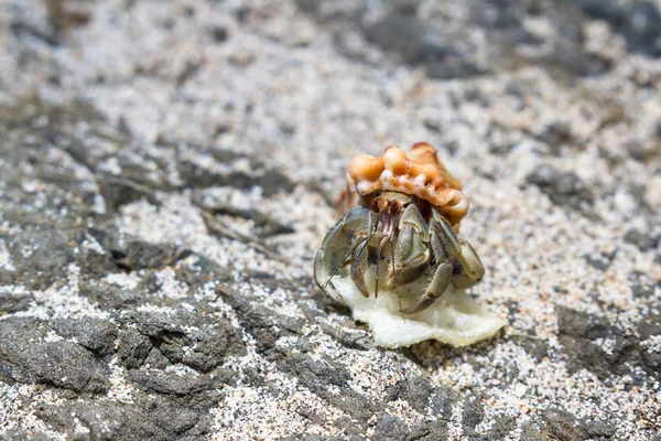 Hermit crab in Costa Rica — Stock Photo, Image