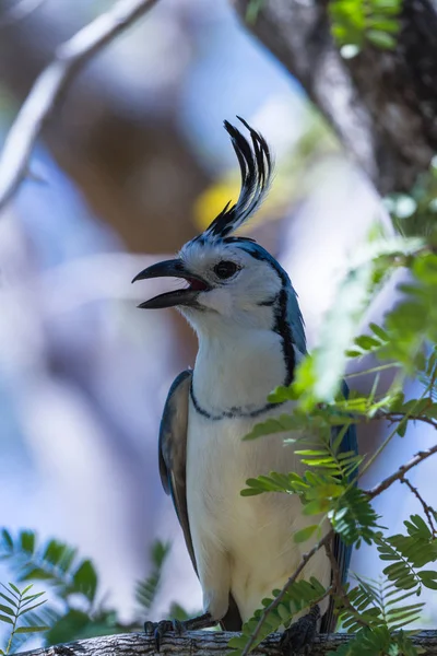 Jay Skorec Straka (Calocitta formosa) — Stock fotografie