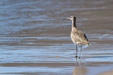 Uzun gagalı kocagöz - Numenius americanus
