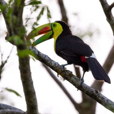 salma gagalı Tukan Ramphastos sulfuratus 