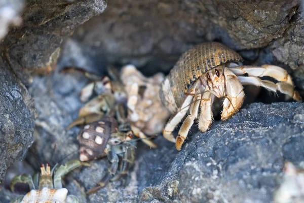 Crabes ermites au Costa Rica — Photo