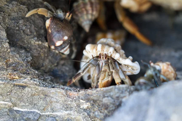 Cangrejos ermitaños en Costa Rica —  Fotos de Stock