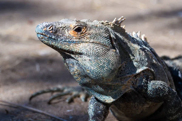 Blåaktig iguana i Costa Rica — Stockfoto