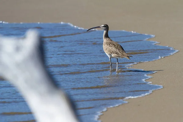 De lange-billed curlew - Numenius americanus — Stockfoto