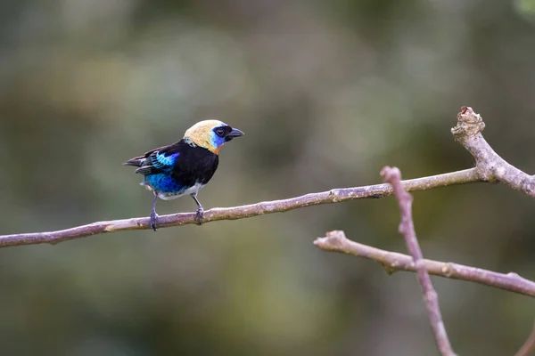 Larvata - Tangara zlatá s kapucí tanager — Stock fotografie