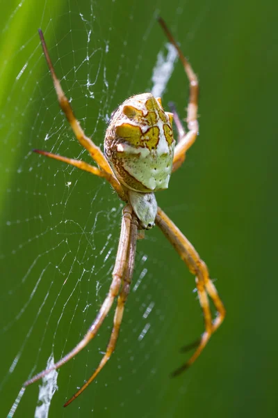 Große tropische Spinne — Stockfoto