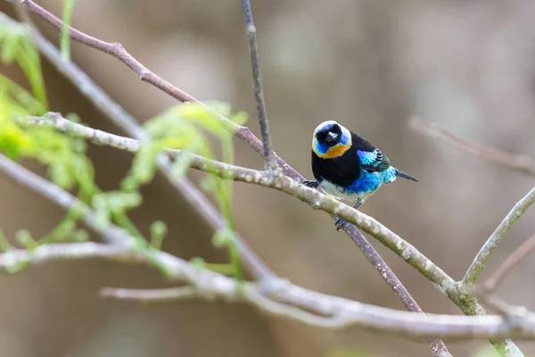 Larvata - Tangara zlatá s kapucí tanager — Stock fotografie